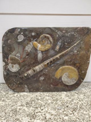 Quartz Slab With Ammonites And Other Fossils