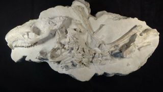 Oligocene White River Fossil Oreodont Partial Skeleton Merycoidodon Culbertsoni