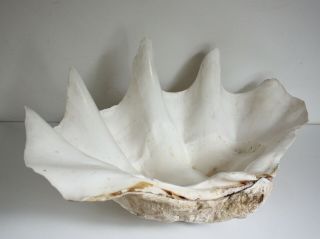 Rare And Natural Giant Clam Shell