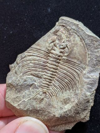 Uncommon Olenellus Fowleri Trilobite Fossil With Opistothorax,  Cambrian Nevada
