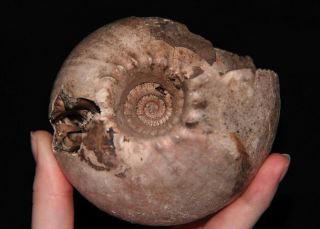 Ammonite Cadoceras Stupachenkoi Fossil Russia
