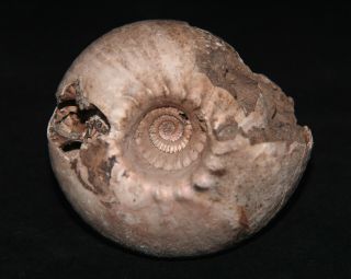 Ammonite Cadoceras stupachenkoi Fossil Russia 2