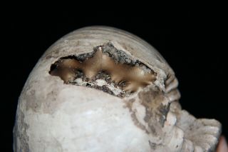 Ammonite Cadoceras stupachenkoi Fossil Russia 3