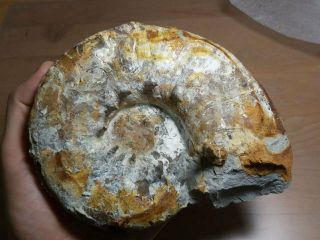 Fossil Jurassic Big Ammonite Aspidoceras From Russia