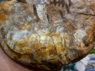 Fossil Jurassic big ammonite Aspidoceras from Russia 2