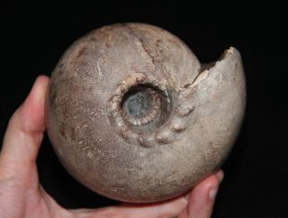 Rare Ammonite Cadoceras Stupachenkoi Fossil Russia
