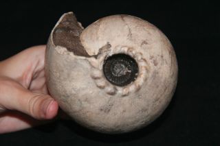 RARE Ammonite Cadoceras stupachenkoi Fossil Russia 2