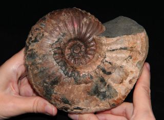 Ammonite Acanthohoplites Lorioli Fossil Russia