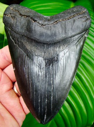 Megalodon Shark Tooth - 5 & 9/16 In.  - Real Fossil - Huge - No Restoration