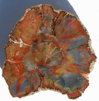 Large,  Polished,  Multi - Colored Arizona Petrified Wood Round - End Cut