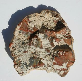 Large,  Polished,  Multi - Colored Arizona Petrified Wood Round - End Cut 2