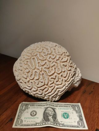 Large Brain Coral Natural Specimen - Nearly 4.  5 Lbs Display Aquarium 8×6×5