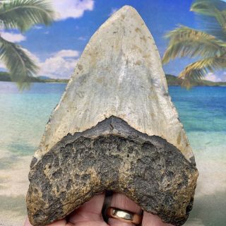 5.  08” Megalodon Fossil Shark Tooth - Huge Fossil - No Restoration 2