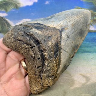 5.  08” Megalodon Fossil Shark Tooth - Huge Fossil - No Restoration 3