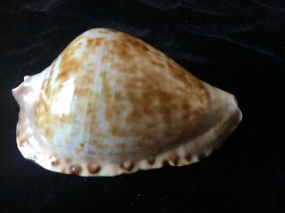 Seashell Zoila Marginata Consueta F,  63.  9mm