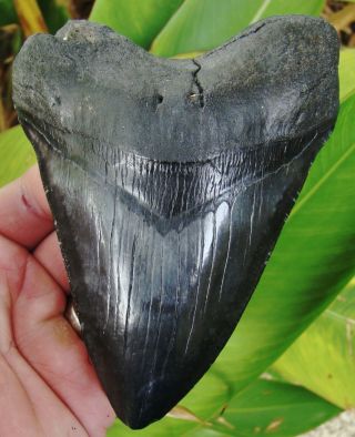 Megalodon Shark Tooth - Over 5 & 3/8 In.  - Real Fossil - Huge - No Restoration
