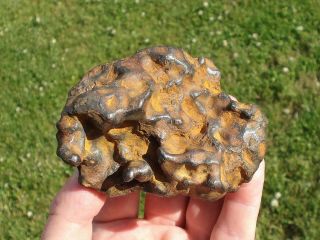meteorite Sikhote - Alin,  Russia,  regmaglypted individual 616 g 4