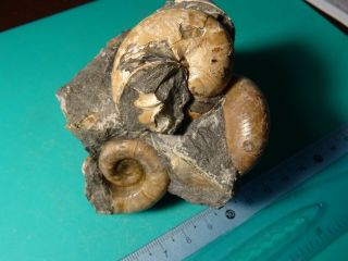 The Lower Cretaceous Ammonite Apt Caucasus Nautilus