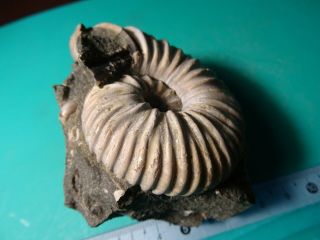 The lower Cretaceous Ammonite apt Caucasus Parahoplites melchioris 3