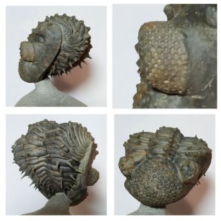 N23 - Great Spiny Rolled 2.  79  Drotops Armatus Middle Devonian Trilobite