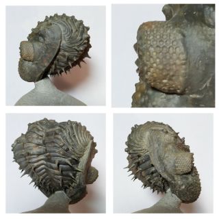 N23 - Great Spiny Rolled 2.  79  Drotops armatus Middle Devonian Trilobite 2