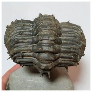 N23 - Great Spiny Rolled 2.  79  Drotops armatus Middle Devonian Trilobite 3