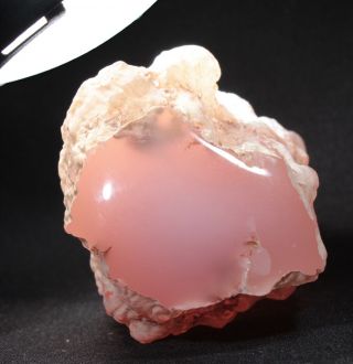 Pink Agate (chalcedony) Wood From Texas Springs,  Nevada 127 Grams Miocene