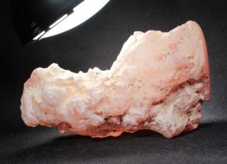 Pink Agate (Chalcedony) Wood from Texas Springs,  Nevada 127 grams Miocene 3