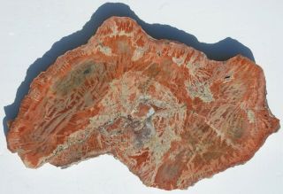 Very Large,  Polished,  Rare,  Arizona Petrified Wood Slab - Schilderia - End Cut