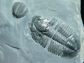 A Big Asaphiscus Trilobite Fossil With An Anomalocaris Bite Mark Utah 543gr A