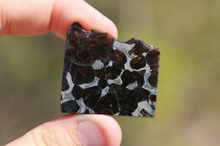 Seymchan Pallasite Meteorite End Cut 27.  3 Grams
