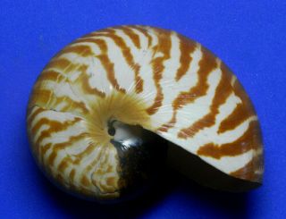 Formosa/seashell/nautilus Macromphalus 87.  5mm.  Rare.