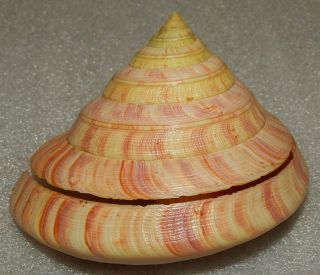 Seashell Entemnotrochus Rumphii 109x90mm W/o Rare