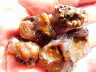 Rimrock: 2.  50 Lbs Mexican And Arizona Fire Agate Rough