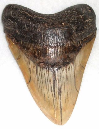 Rare 5 5/16 " Fossil Megalodon Shark Tooth - Peru