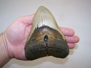 5.  69 " Megalodon Fossil Shark Tooth Teeth - 15.  6 Oz - Stand No Restoration