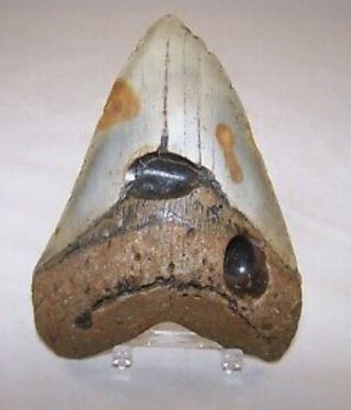 5.  87 " Megalodon Fossil Shark Tooth Teeth - 15.  5 Oz - No Restoration - Not Dinosaur