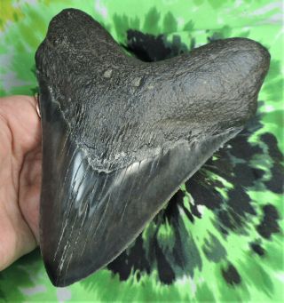 Megalodon Sharks Tooth 6 1/8  inch fossil sharks teeth tooth 2