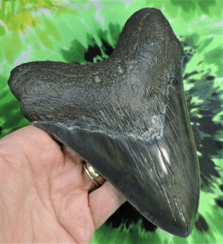 Megalodon Sharks Tooth 6 1/8  inch fossil sharks teeth tooth 3