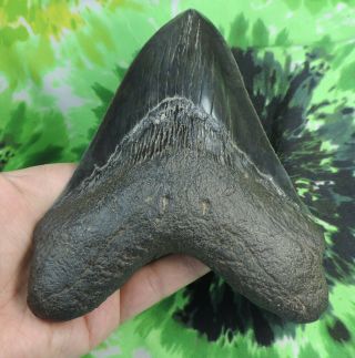 Megalodon Sharks Tooth 6 1/8  inch fossil sharks teeth tooth 4
