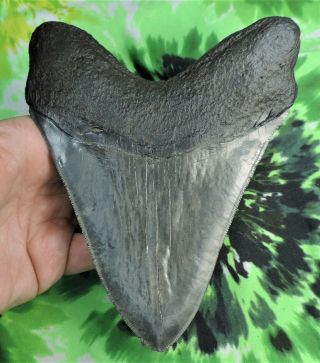 Megalodon Sharks Tooth 6 1/8  inch fossil sharks teeth tooth 5