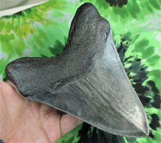 Megalodon Sharks Tooth 6 1/8  inch fossil sharks teeth tooth 6