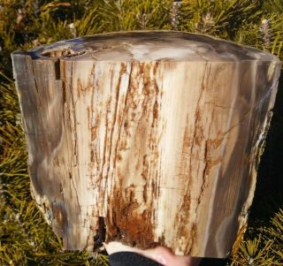 Cut Standing Petrified Wood Half Round Log Eden Valley Wyoming Rings Bark 10lbs