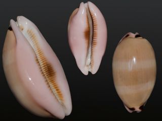 Seashell Cypraea Pulchra Sinaiensis Fantastic Specimen Big 69.  2 Mm