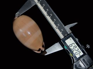 Seashell Cypraea pulchra sinaiensis Fantastic specimen Big 69.  2 mm 2