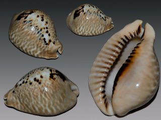 Seashell Cypraea Mus Donmoorei Monster Rostrate 64.  2 Mm F,  /gem