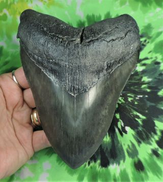 Megalodon Sharks Tooth 6 1/16  Inch Huge Fossil Sharks Teeth Tooth