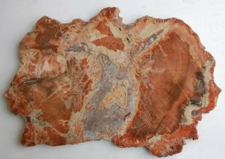 Huge,  Polished Arizona Petrified Wood Round - Schilderia