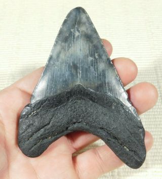 A Big And Natural Carcharocles Megalodon Shark Tooth Fossil 139gr