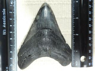 A BIG and Natural Carcharocles MEGALODON Shark Tooth Fossil 139gr 2